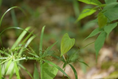  Yeşil güneş ışığı ile Tayland yağmur ormanlarında ağaç yaprak..