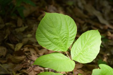 Turistler ve nehir görünümünü ve çevresindeki topluluklar barajın Pzt Bridge Khao Laem Barajı, Sangklaburi, Thailand.2018, 5 Mayıs oteller