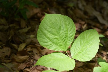 Ormanda yaprakları ile yeşil bitki
