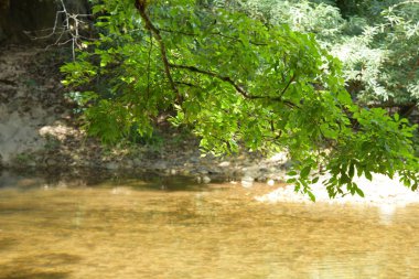 Nehir kıyısında yeşil ağaç
