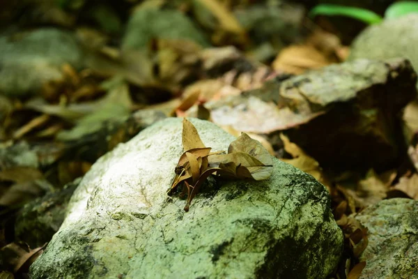 Les Feuilles Sont Sèches Sur Sol Toit Est Centre Tente — Photo