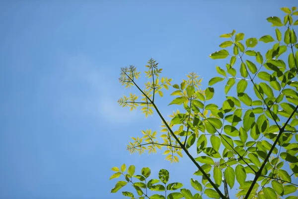 太陽の光と緑の葉は タイの熱帯雨林の木 — ストック写真