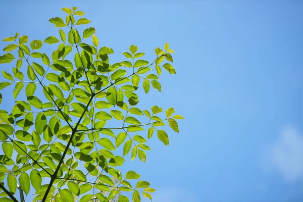 Gröna Blad Med Solljus Trädet Regnskogen Thailand — Stockfoto