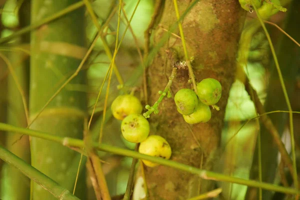 Frutta Sui Rami Degli Alberi Nella Foresta Tropicale — Foto Stock