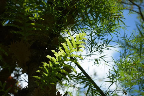 Зеленые Листья Солнечным Светом Дерево Тропическом Лесу Таиланде — стоковое фото