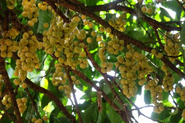 Pişirildiği zaman vahşi sarı meyve taze ağaç ormandaki su akışı yakınındaki yemek.