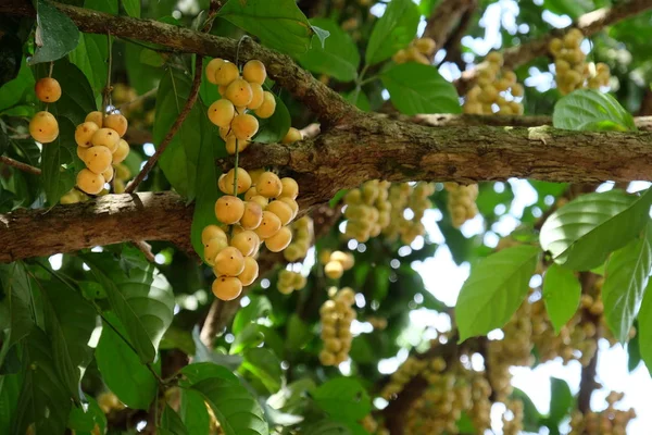 Frutas Natureza Amarelo Quando Cozido Como Fresco Árvore Perto Fluxo — Fotografia de Stock