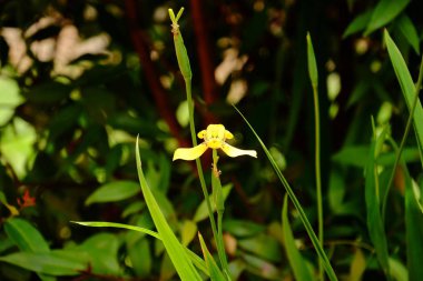 Bahçede güzel çiçek. Kelebek ve arı çit, güzel çiçekler. Güzel beyaz ve pembe çiçekler evde çit.