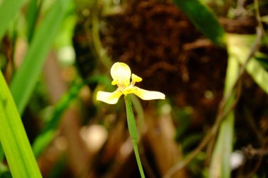 Bahçede güzel çiçek. Kelebek ve arı çit, güzel çiçekler. Güzel beyaz ve pembe çiçekler evde çit.