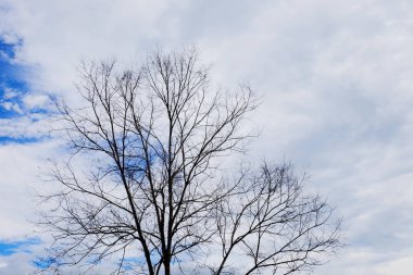 Dağ yolundan ağaçları ile. Manzaralı yoldan yeşil ağaçlar ve gökyüzü vardır. Tayland seyahat.