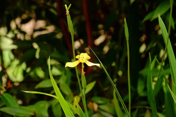 Vackra Blommor Trädgården Fjäril Och Bee Med Vackra Blommor Staketet — Stockfoto