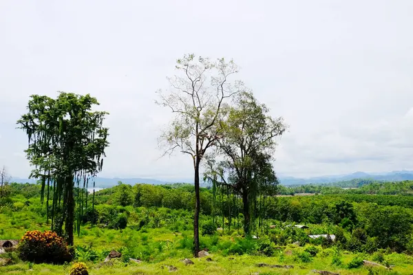 Dağlar Gökyüzü Yeşil Ormanlar Arasında Akarsu Manzarası Mavi Gökyüzü Parlak — Stok fotoğraf