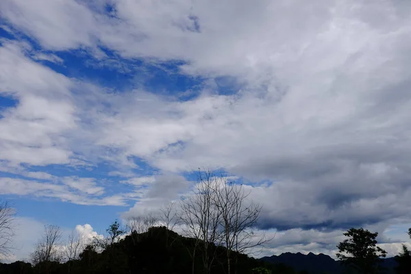 Vue Sur Forêt Tropicale Sombre — Photo