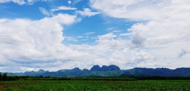 Yeşil alanlar ve akarsu üzerinde parlak güneşli gün. Mavi gökyüzü ve parlak gün içinde güzel bulutlar... pirinç alan. Şeker palm yeşil tarlasında, birçok bulutların üstünde mavi gökyüzü. Görünümü, dağlar, gökyüzü,