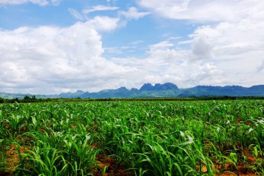 Yeşil alanlar ve akarsu üzerinde parlak güneşli gün. Mavi gökyüzü ve parlak gün içinde güzel bulutlar... pirinç alan. Şeker palm yeşil tarlasında, birçok bulutların üstünde mavi gökyüzü. Görünümü, dağlar, gökyüzü,