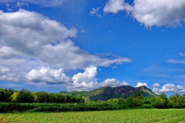 Tayland tropikal ormanda Alan