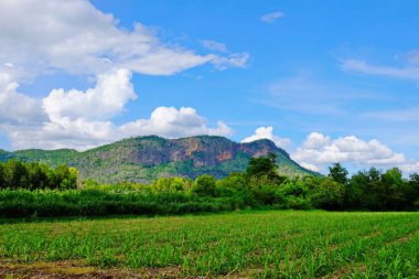 Tayland tropikal ormanda Alan