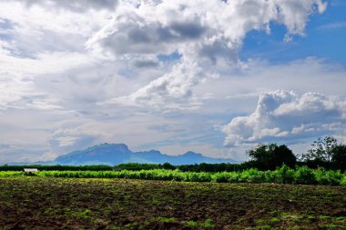 Tayland tropikal ormanda Alan 