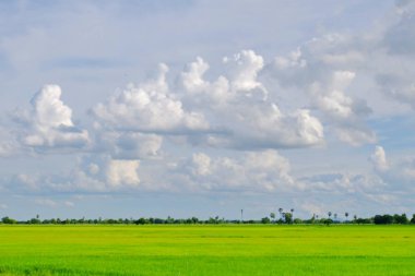 pirinç alan. Şeker palm yeşil tarlasında, mavi gökyüzü üzerinde birçok bulutlar.