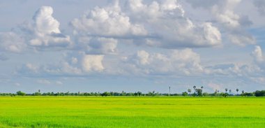 pirinç alan. Şeker palm yeşil tarlasında, mavi gökyüzü üzerinde birçok bulutlar.