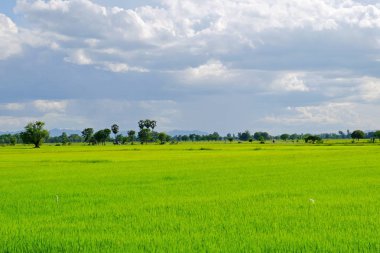 pirinç alan. Şeker palm yeşil tarlasında, mavi gökyüzü üzerinde birçok bulutlar.