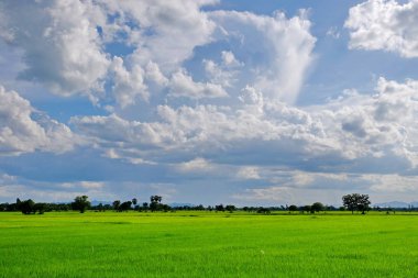 Tayland Yeşil alan manzara