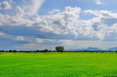 pirinç alan. Şeker palm yeşil mısır tarlası, mavi sky.green alanlar üzerinde birçok bulutlar ve akarsu üzerinde parlak güneşli gün. Mavi gökyüzü ve parlak gün içinde güzel bulutlar.