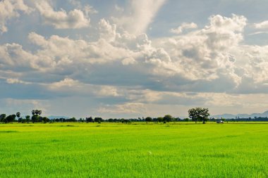 pirinç alan. Şeker palm yeşil mısır tarlası, mavi sky.green alanlar üzerinde birçok bulutlar ve akarsu üzerinde parlak güneşli gün. Mavi gökyüzü ve parlak gün içinde güzel bulutlar.