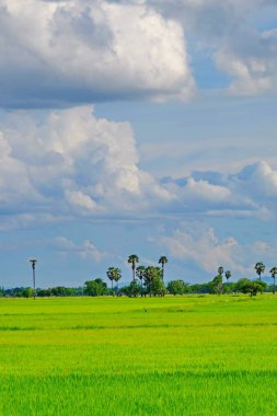 pirinç alan. Şeker palm yeşil mısır tarlası, mavi sky.green alanlar üzerinde birçok bulutlar ve akarsu üzerinde parlak güneşli gün. Mavi gökyüzü ve parlak gün içinde güzel bulutlar.