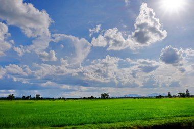 pirinç alan. Şeker palm yeşil mısır tarlası, mavi sky.green alanlar üzerinde birçok bulutlar ve akarsu üzerinde parlak güneşli gün. Mavi gökyüzü ve parlak gün içinde güzel bulutlar.