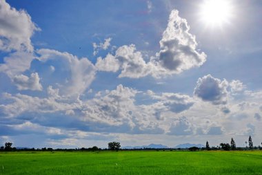 pirinç alan. Şeker palm yeşil mısır tarlası, mavi sky.green alanlar üzerinde birçok bulutlar ve akarsu üzerinde parlak güneşli gün. Mavi gökyüzü ve parlak gün içinde güzel bulutlar.