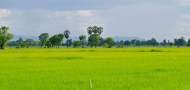 pirinç alan. Şeker palm yeşil mısır tarlası, mavi sky.green alanlar üzerinde birçok bulutlar ve akarsu üzerinde parlak güneşli gün. Mavi gökyüzü ve parlak gün içinde güzel bulutlar.