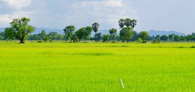 pirinç alan. Şeker palm yeşil mısır tarlası, mavi sky.green alanlar üzerinde birçok bulutlar ve akarsu üzerinde parlak güneşli gün. Mavi gökyüzü ve parlak gün içinde güzel bulutlar.