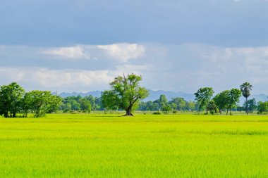 Yeşil alanlar ve akarsu üzerinde parlak güneşli gün. Mavi gökyüzü ve parlak gün içinde güzel bulutlar... pirinç alan. Şeker palm yeşil tarlasında, birçok bulutların üstünde mavi gökyüzü. Görünümü, dağlar, gökyüzü,