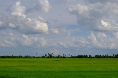 pirinç alan. Şeker palm yeşil mısır tarlası, mavi sky.green alanlar üzerinde birçok bulutlar ve akarsu üzerinde parlak güneşli gün. Mavi gökyüzü ve parlak gün içinde güzel bulutlar.