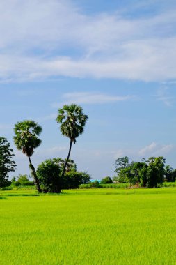 Dağlar, gökyüzü, yeşil alanları ve akış görünümü parlak güneşli günlerde. Mavi gökyüzü ve parlak gün içinde güzel bulutlar.