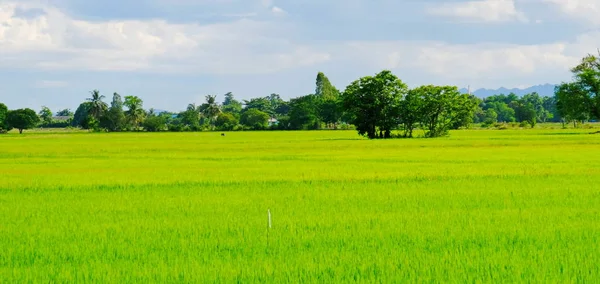 Campo Arroz Palmera Azúcar Campo Maíz Verde Muchas Nubes Cielo —  Fotos de Stock