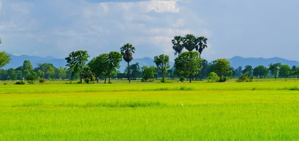 Campo Rise Zucchero Palma Nel Campo Grano Verde Molte Nuvole — Foto Stock