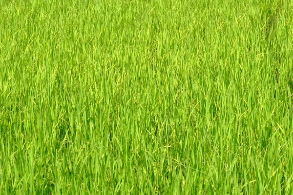 Зеленый Летний Фон Поля — стоковое фото