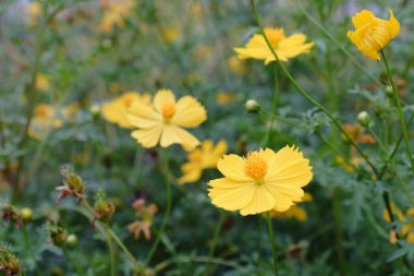Bahçede güzel çiçek. Kelebek ve arı çit, güzel çiçekler. Güzel beyaz ve pembe çiçekler evde çit.