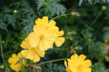 Gökyüzü ile sarı çiçekler. Bahçede güzel çiçek. Kelebek ve arı çit, güzel çiçekler. Güzel beyaz ve pembe çiçekler evde çit.