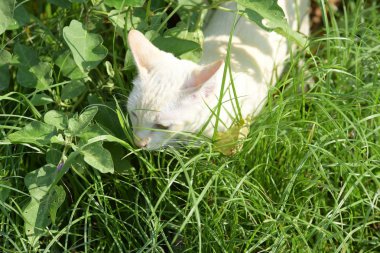 Sevimli beyaz kedi keşfetmek yeşil çim yürüyor.