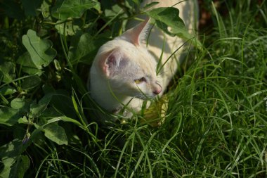 Sevimli beyaz kedi keşfetmek yeşil çim yürüyor.