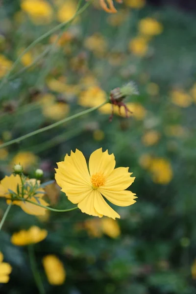 Gelbe Blumen Mit Himmel Schöne Blumen Garten Schmetterling Und Biene — Stockfoto