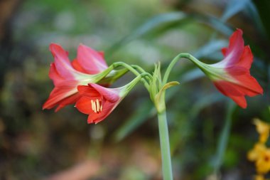 Çiçek çiçek açan ıslah sezon bir yeşil yeşillik arka plana sahiptir..