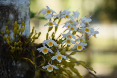 güzel bahar çiçekleri yakın çekim