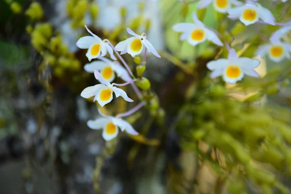 Orquídea Selvagem Rara Gorgeous Lindas Flores Jardim Flores Estão Florescendo — Fotografia de Stock