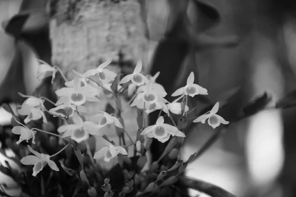 정원에서 꽃입니다 꽃입니다 그리고 새벽의 신선도에서 와일드 오키드 화려한 정원에서 — 스톡 사진