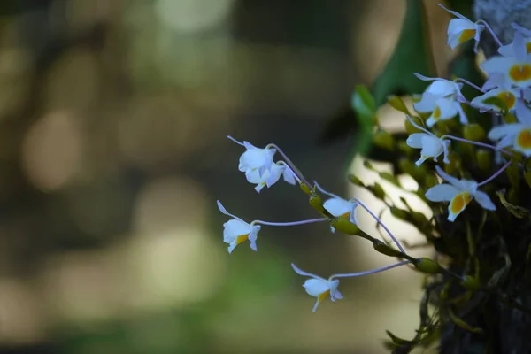 Orquídea Selvagem Rara Gorgeous Beautiful Flores Jardim Flores Estão Florescendo — Fotografia de Stock
