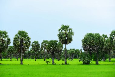 Tanote palmiyeleri çevresindeki yeşil pirinç tarlaları ve Dong Nang bölgesi görünüyor..